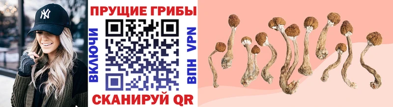 Галлюциногенные грибы Psilocybine cubensis  Шелехов 
